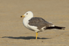 Larus armenicus